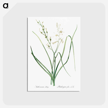 アートポストカード-St Bernard's lily illustration - ピエール ジョゼフ ルドゥーテ Postcard.