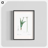 Ornamental onion illustration - Pierre Joseph Redouté Poster.