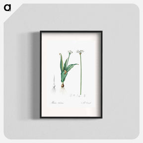 アートポスター-Ornamental onion illustration - ピエール ジョゼフ ルドゥーテ Poster.