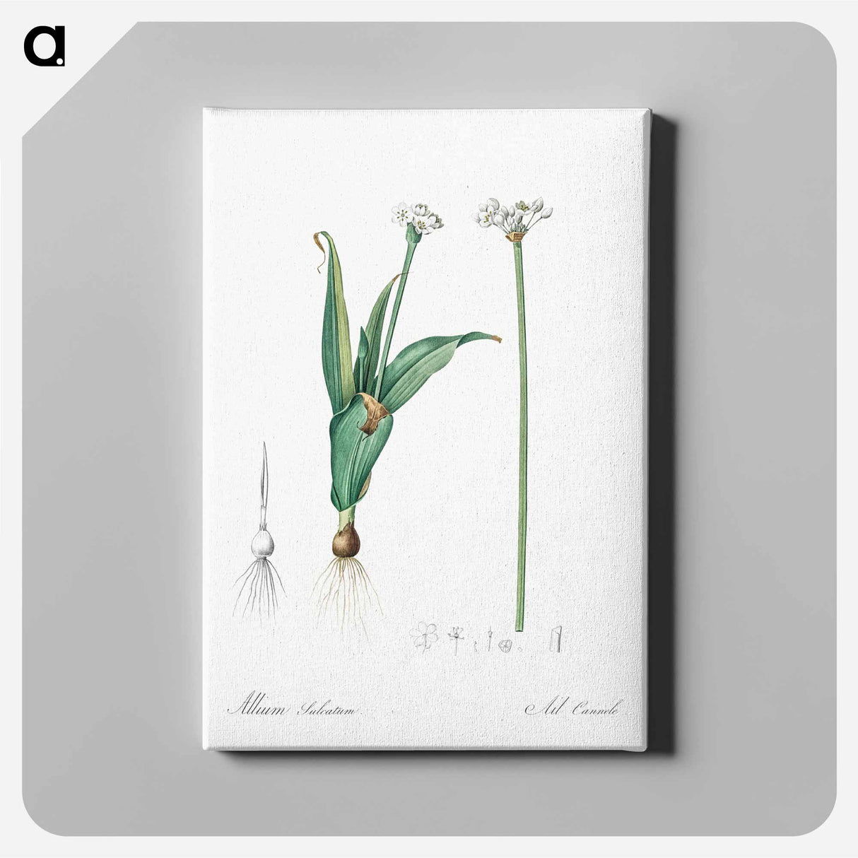 アートパネル-Ornamental onion illustration - ピエール ジョゼフ ルドゥーテ Canvas.