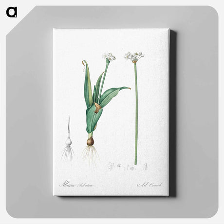 アートパネル-Ornamental onion illustration - ピエール ジョゼフ ルドゥーテ Canvas.