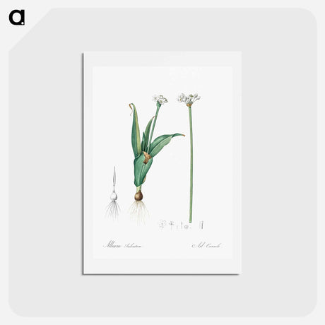 アートポストカード-Ornamental onion illustration - ピエール ジョゼフ ルドゥーテ Postcard.