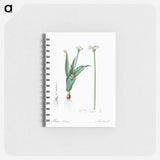 Ornamental onion illustration - ピエール ジョゼフ ルドゥーテ Memo.