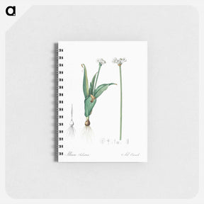 アートメモ帳-Ornamental onion illustration - ピエール ジョゼフ ルドゥーテ Memo.