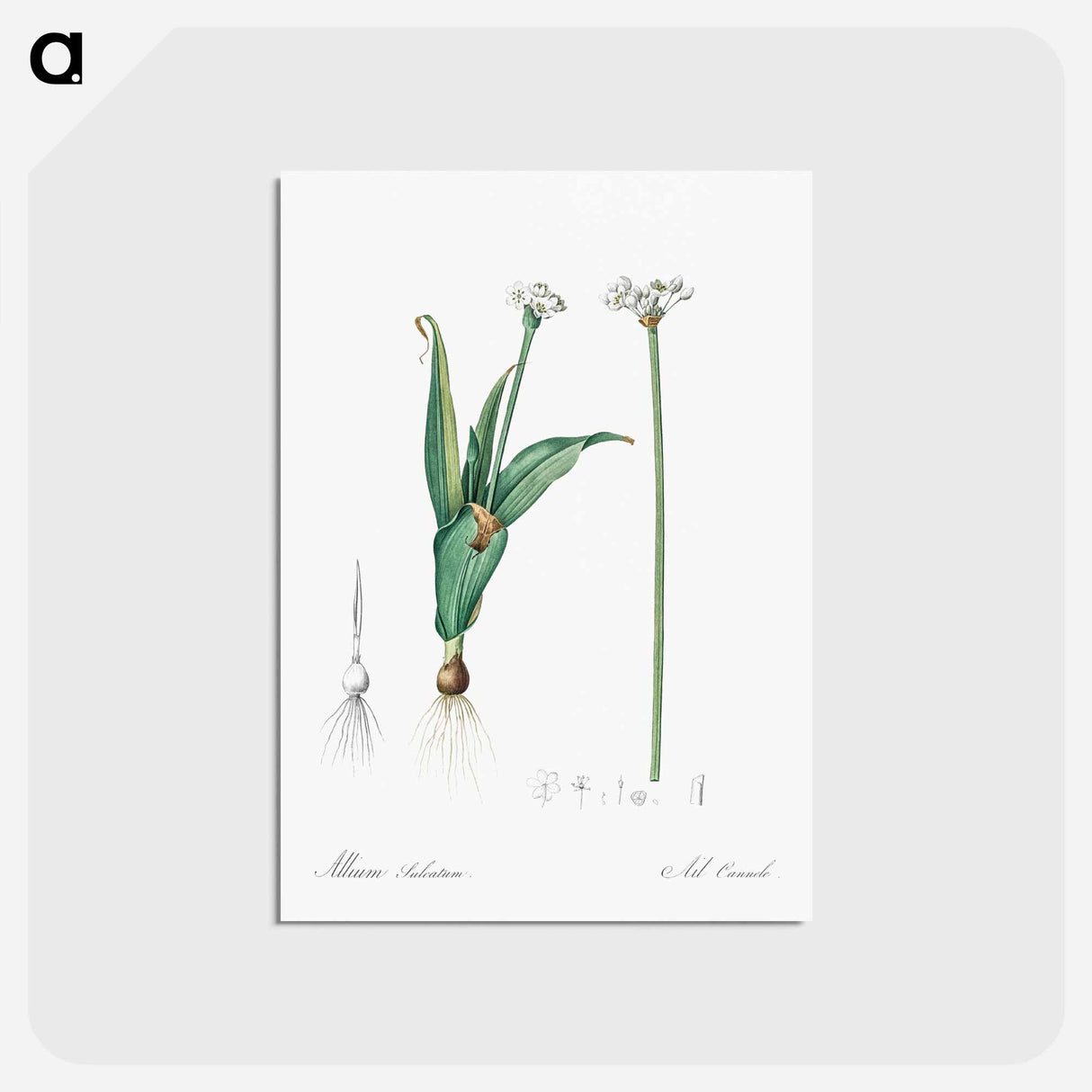 アートポストカード-Ornamental onion illustration - ピエール ジョゼフ ルドゥーテ Postcard.