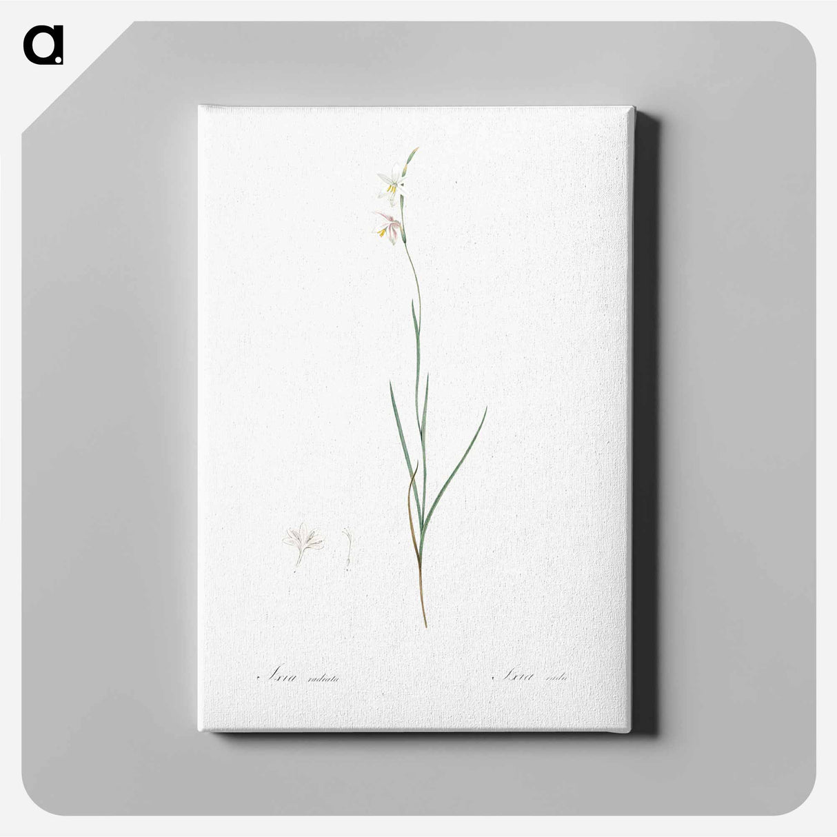 アートパネル-Hesperantha - ピエール ジョゼフ ルドゥーテ Canvas.