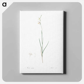 アートパネル-Hesperantha - ピエール ジョゼフ ルドゥーテ Canvas.
