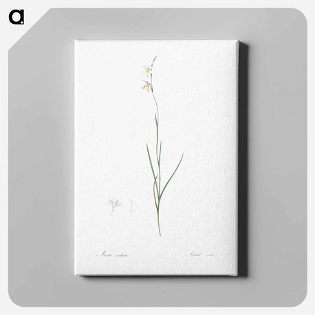 アートパネル-Hesperantha - ピエール ジョゼフ ルドゥーテ Canvas.