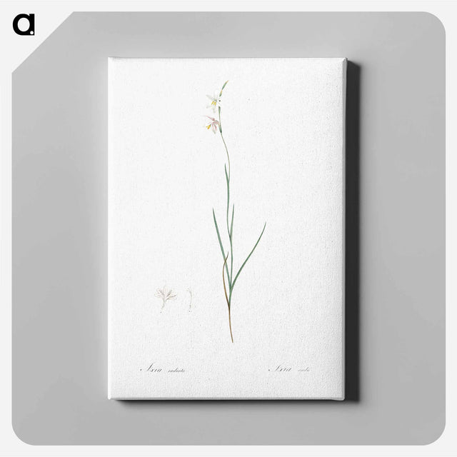 アートパネル-Hesperantha - ピエール ジョゼフ ルドゥーテ Canvas.