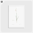 アートポストカード-Hesperantha - ピエール ジョゼフ ルドゥーテ Postcard.
