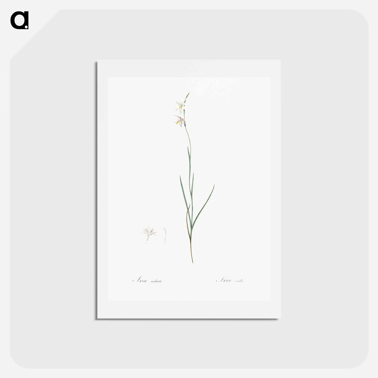 アートポストカード-Hesperantha - ピエール ジョゼフ ルドゥーテ Postcard.