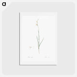 アートポストカード-Hesperantha - ピエール ジョゼフ ルドゥーテ Postcard.