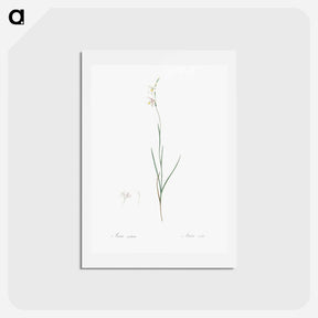 アートポストカード-Hesperantha - ピエール ジョゼフ ルドゥーテ Postcard.