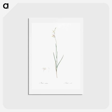 アートポストカード-Hesperantha - ピエール ジョゼフ ルドゥーテ Postcard.