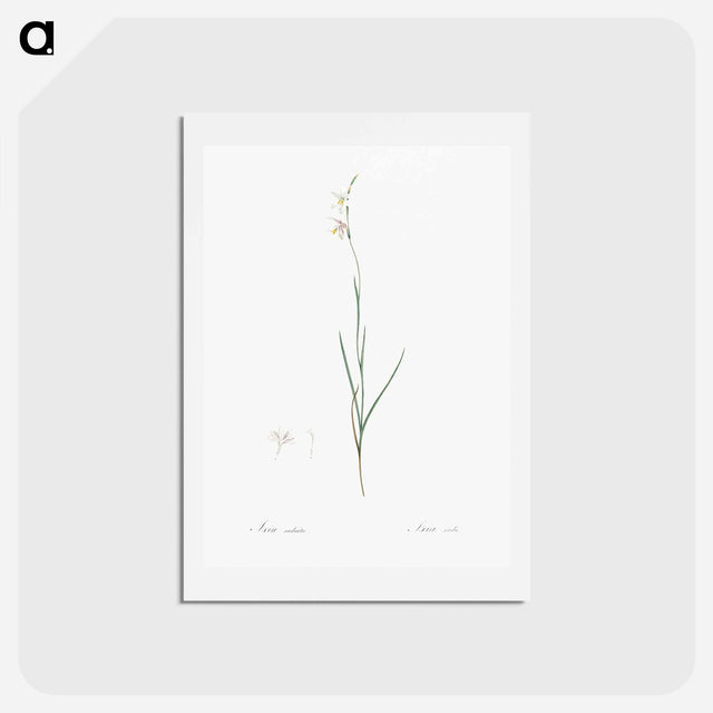 アートポストカード-Hesperantha - ピエール ジョゼフ ルドゥーテ Postcard.