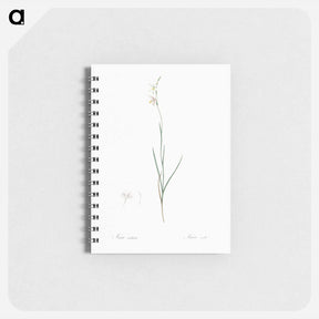 アートメモ帳-Hesperantha - ピエール ジョゼフ ルドゥーテ Memo.