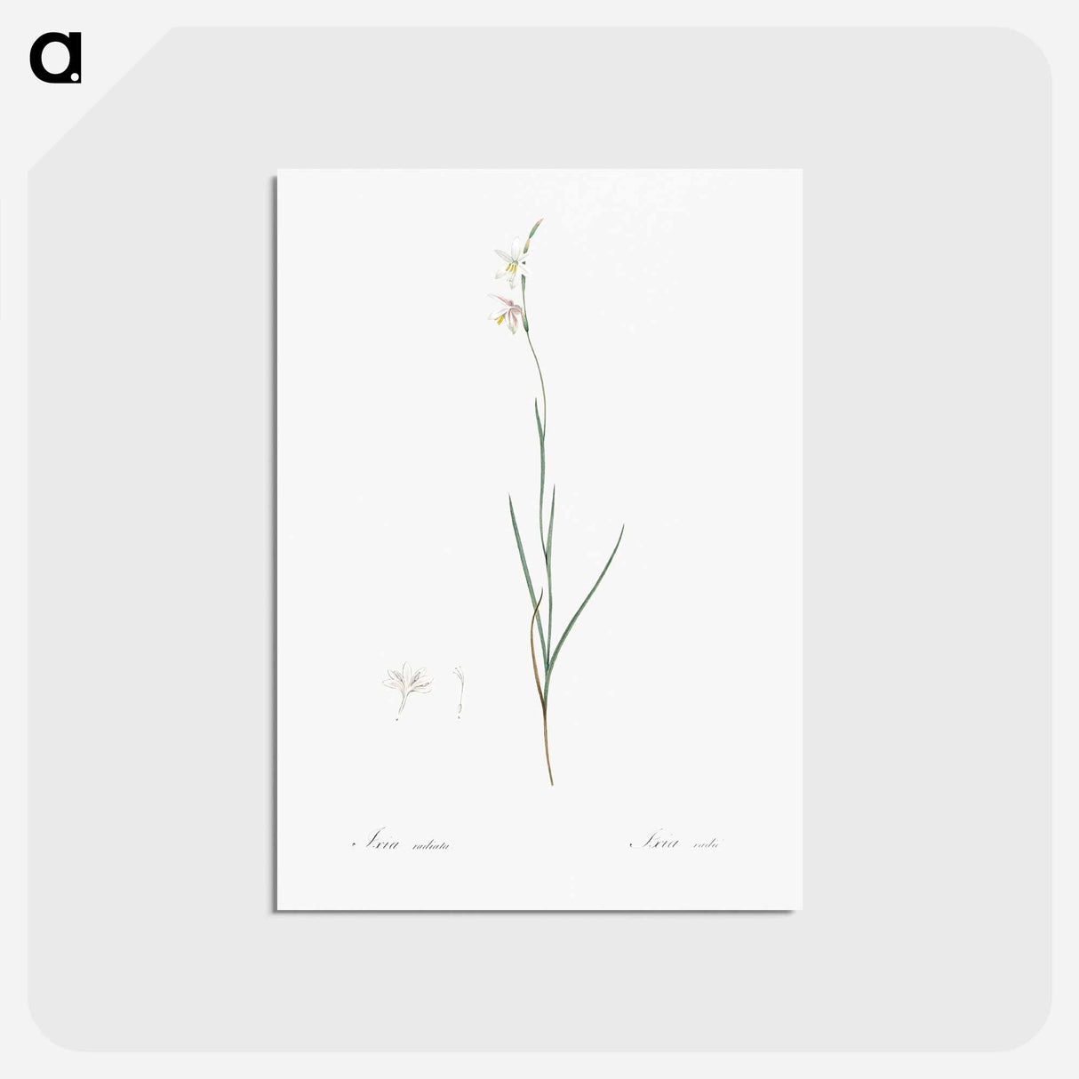 アートポストカード-Hesperantha - ピエール ジョゼフ ルドゥーテ Postcard.