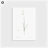 アートポストカード-Hesperantha - ピエール ジョゼフ ルドゥーテ Postcard.