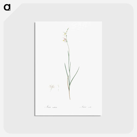 アートポストカード-Hesperantha - ピエール ジョゼフ ルドゥーテ Postcard.