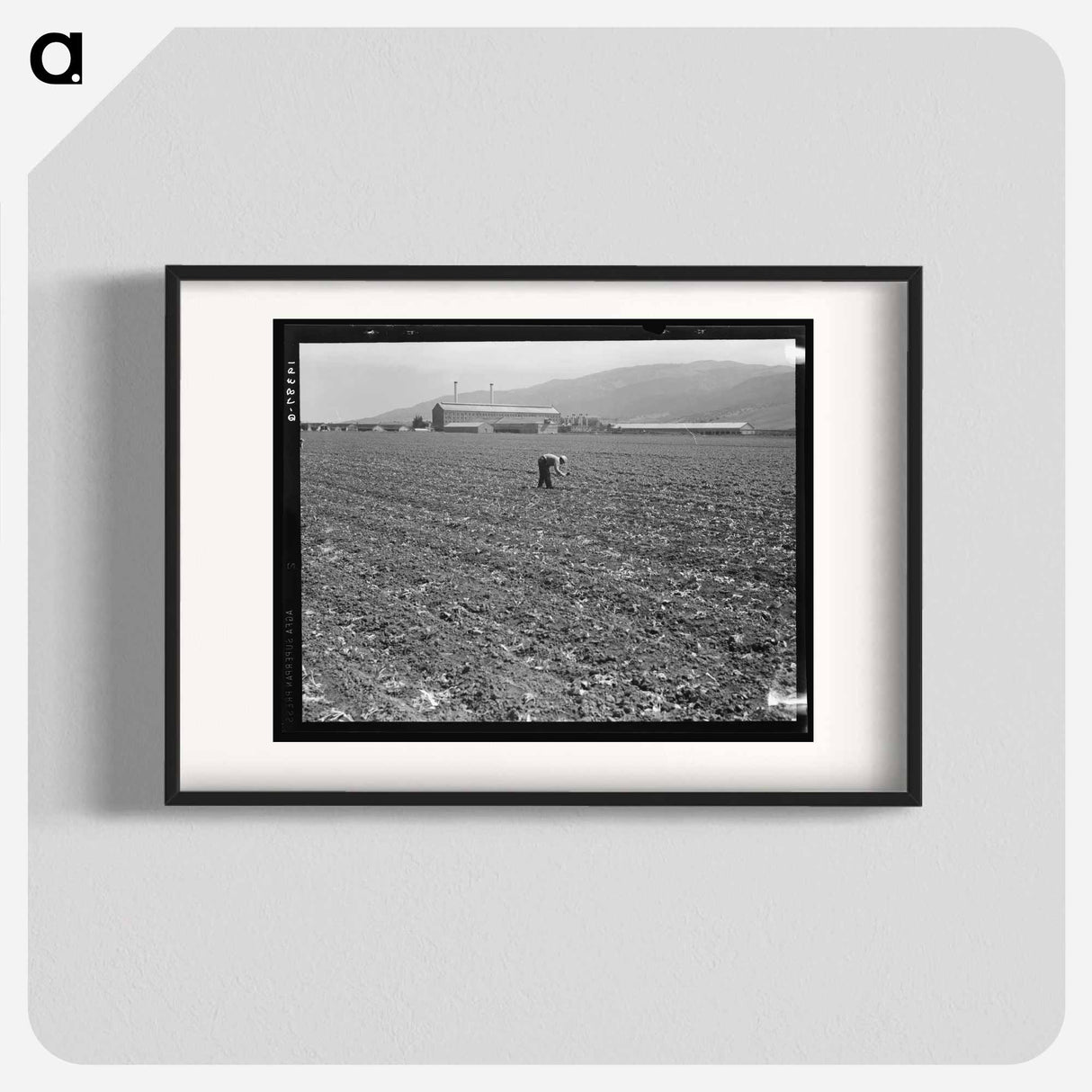 Untitled photo, possibly related to: Spreckels sugar factory and sugar beet field with Mexican and Filipino workers thinning sugar beets. - Dorothea Lange Poster.