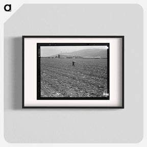 アートポスター-Untitled photo, possibly related to: Spreckels sugar factory and sugar beet field with Mexican and Filipino workers thinning sugar beets. - ドロテア ラング Poster.