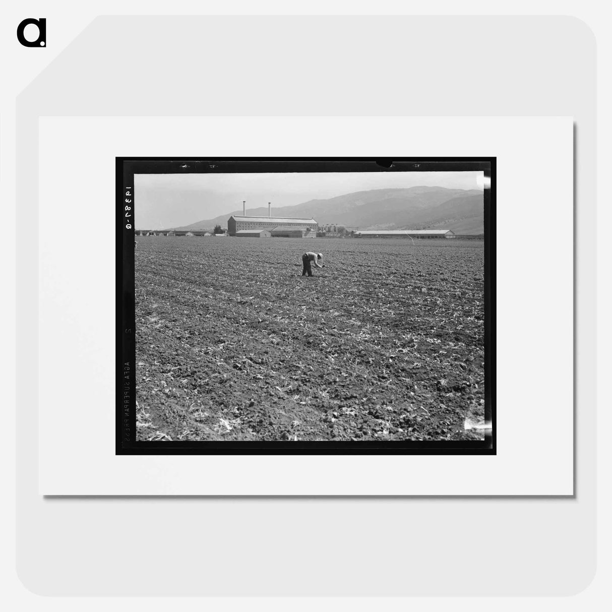 Untitled photo, possibly related to: Spreckels sugar factory and sugar beet field with Mexican and Filipino workers thinning sugar beets. - Dorothea Lange Poster.