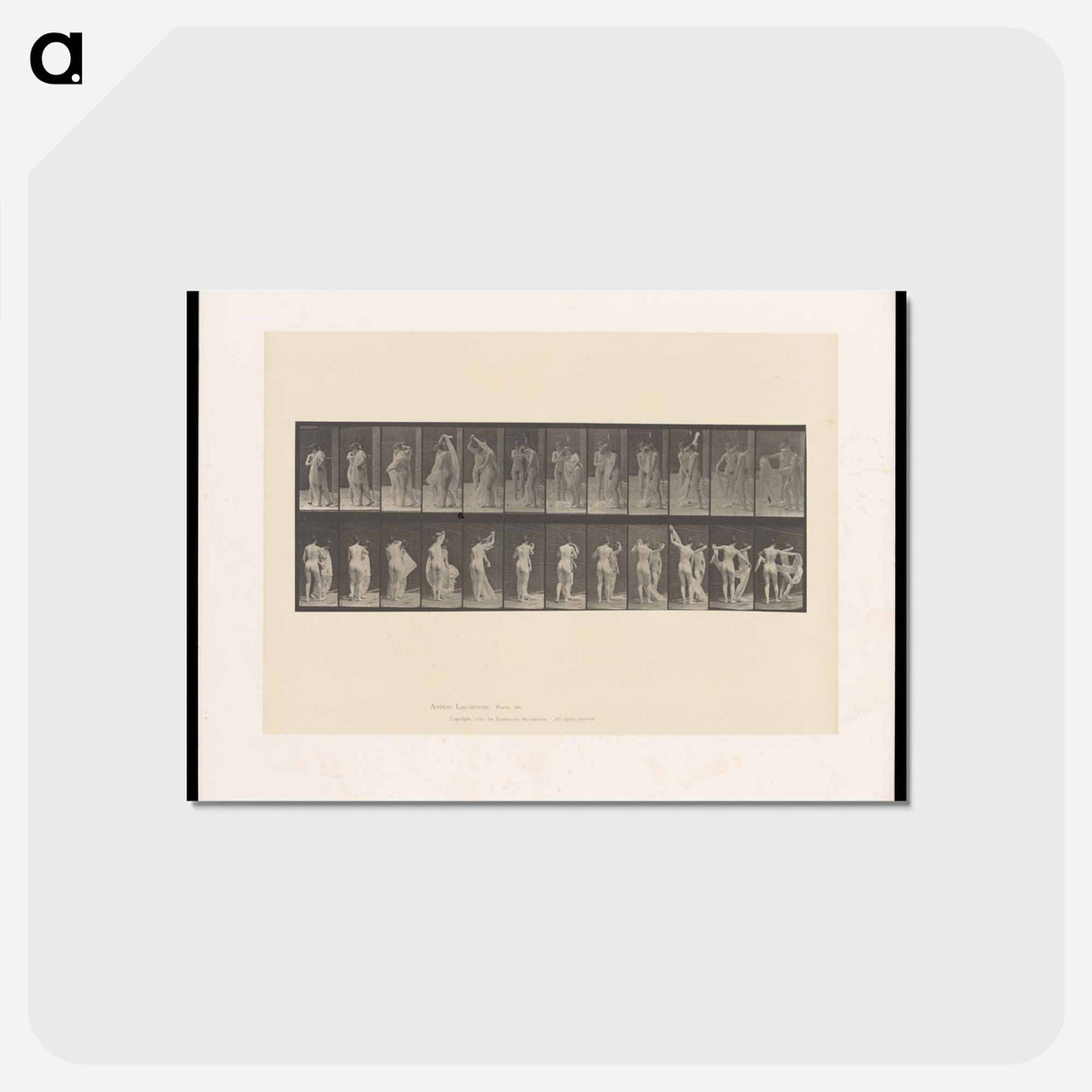 アートポストカード-Unveiling
 - エドワード マイブリッジ Postcard.