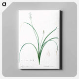アートパネル-Roman hyacinth illustration - ピエール ジョゼフ ルドゥーテ Canvas.
