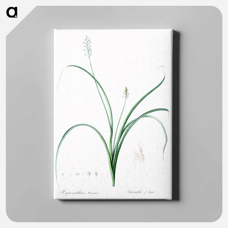 アートパネル-Roman hyacinth illustration - ピエール ジョゼフ ルドゥーテ Canvas.