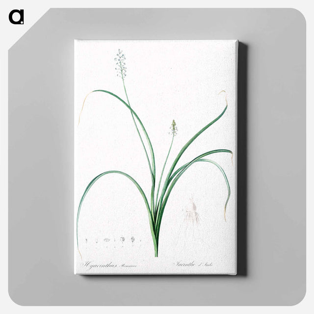 アートパネル-Roman hyacinth illustration - ピエール ジョゼフ ルドゥーテ Canvas.
