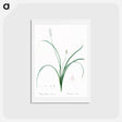 アートポストカード-Roman hyacinth illustration - ピエール ジョゼフ ルドゥーテ Postcard.