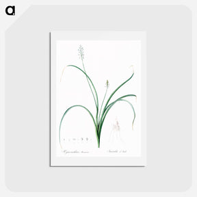 アートポストカード-Roman hyacinth illustration - ピエール ジョゼフ ルドゥーテ Postcard.