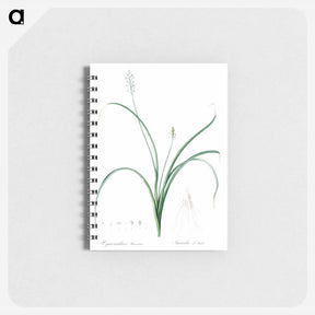 アートメモ帳-Roman hyacinth illustration - ピエール ジョゼフ ルドゥーテ Memo.