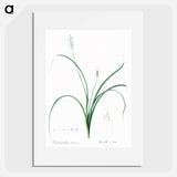 Roman hyacinth illustration - Pierre Joseph Redouté Poster.