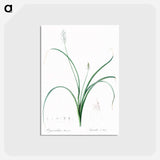 アートポストカード-Roman hyacinth illustration - ピエール ジョゼフ ルドゥーテ Postcard.