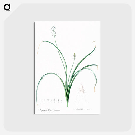 アートポストカード-Roman hyacinth illustration - ピエール ジョゼフ ルドゥーテ Postcard.