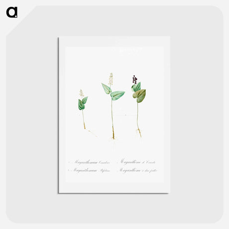 アートポストカード-Mayanthemum - ピエール ジョゼフ ルドゥーテ Postcard.