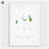Mayanthemum - Pierre Joseph Redouté Poster.