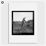 Untitled photo, possibly realted to: Scarecrow on a newly cleared field with stumps near Roxboro, North Carolina - Dorothea Lange Poster.