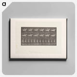 アートパネル-Naked Man on Horseback
 - エドワード マイブリッジ Canvas.