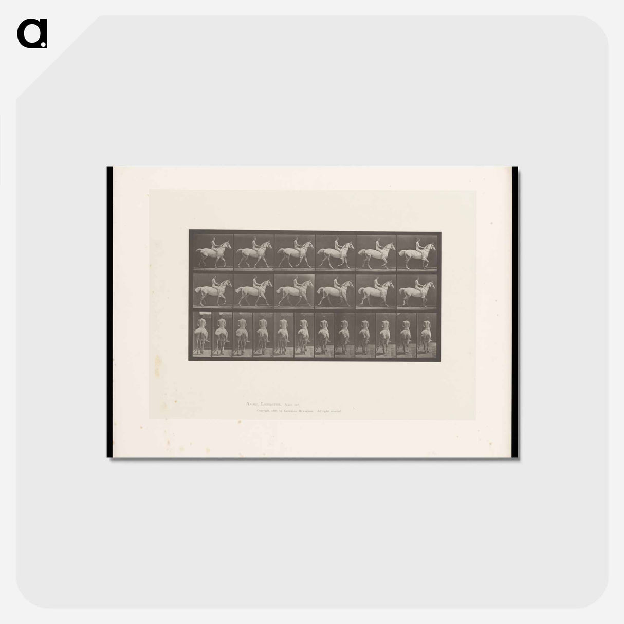 アートポストカード-Naked Man on Horseback
 - エドワード マイブリッジ Postcard.