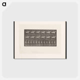 アートポストカード-Naked Man on Horseback
 - エドワード マイブリッジ Postcard.