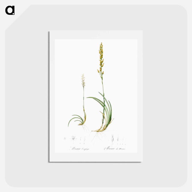アートポストカード-Abama ossifraga illustration from Les liliacées - ピエール ジョゼフ ルドゥーテ Postcard.