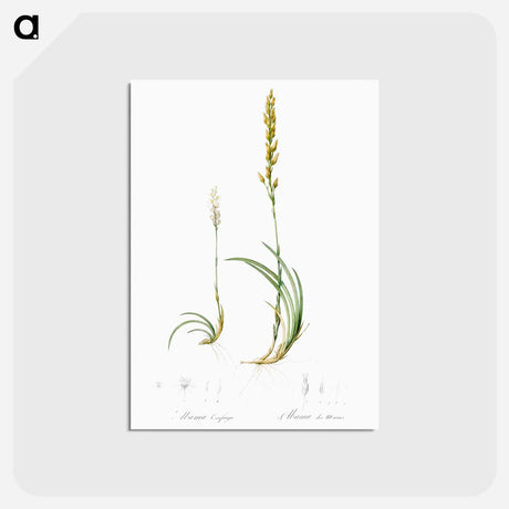 アートポストカード-Abama ossifraga illustration from Les liliacées - ピエール ジョゼフ ルドゥーテ Postcard.