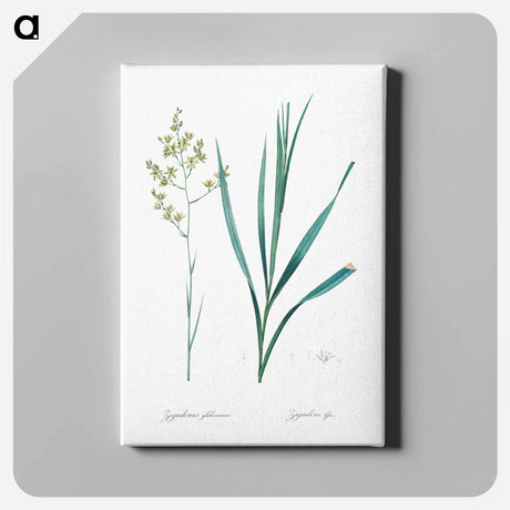 アートパネル-Sandbog death camas illustration - ピエール ジョゼフ ルドゥーテ Canvas.