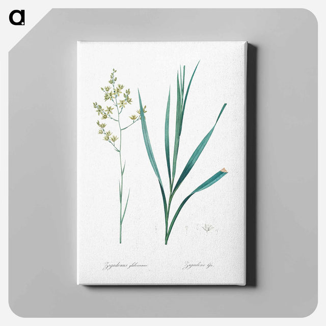 アートパネル-Sandbog death camas illustration - ピエール ジョゼフ ルドゥーテ Canvas.