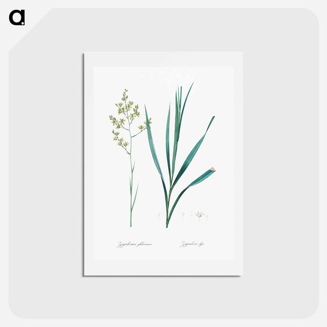 アートポストカード-Sandbog death camas illustration - ピエール ジョゼフ ルドゥーテ Postcard.