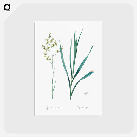 アートポストカード-Sandbog death camas illustration - ピエール ジョゼフ ルドゥーテ Postcard.