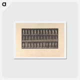 アートポストカード-Naked Woman Walking
 - エドワード マイブリッジ Postcard.