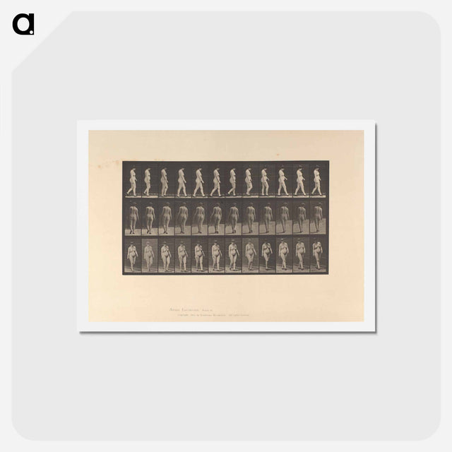 アートポストカード-Naked Woman Walking
 - エドワード マイブリッジ Postcard.